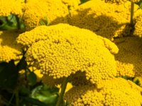 Achillea filipendula GODET 8