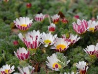Anacyclus pyrethrum var. depressus GODET 8