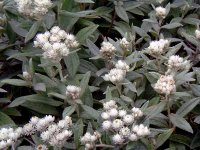 Anaphalis triplinervis GODET 8