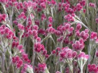 Antennaria dioica 'Rubra' GODET 8