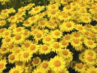 Anthemis tinctoria 'Kelwayi' GODET 8