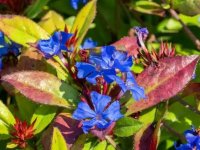 Ceratostigma plumbaginoides GODET 8