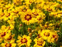 Coreopsis lanceolata 'Sternlater' GODET 8