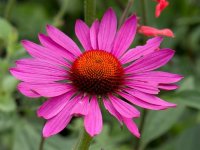 Echinacea purpurea 'Magnus' GODET 8