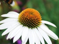 Echinacea purpurea 'Alba' GODET 8