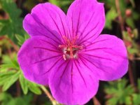 Geranium 'Dilys' GD8
