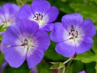 Geranium 'Rozanne' GD9
