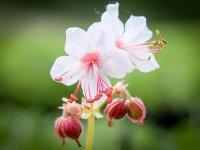 Geranium macrorrhizum 'Spessart' GD8