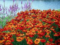 Helenium 'Moerheim Beauty'