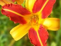 Hemerocallis 'Frans Hals' GD8