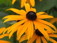 Rudbeckia fulgida 'Sullivantii Goldsturm' GD8