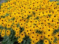 Rudbekia nitida 'Herbstonne' Cont2.5L