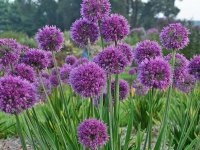 Allium Lavender Bubbles Cont2.5L