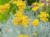 Helichrysum italicum Cont2.5L