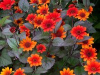 Heliopsis helianthus var, scabra 'Bleeding Heart' Cont2.5L