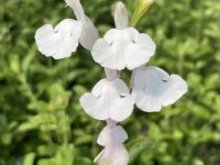 Salvia greggii 'Alba' Cont2.5L