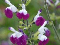 Salvia greggii 'Amethyst Lips' Cont2.5L