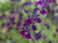 Salvia jamensis 'Violette de Loire' Cont2.5L