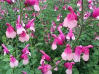 Salvia jamensis 'Shell Dancer' Cont2.5