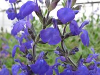 Salvia microphylla 'Blue Note' Cont.2.5L