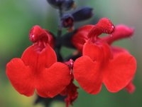 Salvia microphylla 'Royal Bumble' Cont2.5L