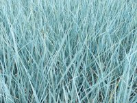 Elymus arenarius glaucus GD8