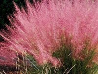 Muhlenbergia capillaris Cont2.5L