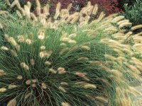 Pennisetum alopecuroides 'Compressum' CONT2.5L