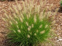 Pennisetum alopecuroides 'Little Bunny' GD8