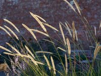 Pennisetum macrourum - CONT2.5L