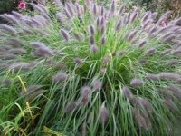 Pennisetum alopecuroïdes viridescens CONT2.5L