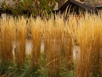 Calamagrostis acutiflora 'Karl Foerster' CONT1L