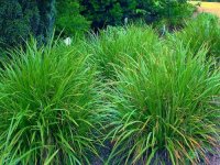 Carex morowii 'Irish Green' CONT2L
