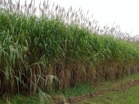 Miscanthus floridulus CONT2.5L