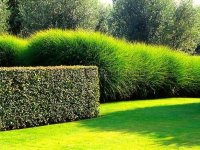 Miscanthus sinensis 'Gracillimus' CONT2,5L