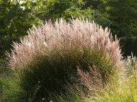 Miscanthus sinensis 'Kleine Silberspinne' CONT2.5L