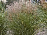 Miscanthus sinensis 'Silberspinne' CONT2.5L