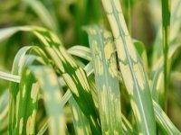 Miscanthus x giganteus Alligator CONT2.5L