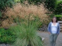 Stipa gigantea CONT2.5L
