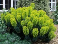 Euphorbia characias 'Wulfeniis' CONT2.5L