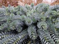 Euphorbia myrsinites GD8