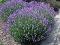 Lavandula angustifolia 'Grosso' GD8