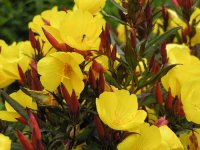 Oenothera fructicosa 'Sonnenwende' GD8