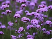 Verbena bonariensis CONT2.5L