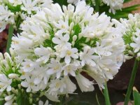 Agapanthus umbellatus 'Albus' CONT2.5L