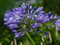 Agapanthus umbellatus (fleurs bleue) CONT2.5L