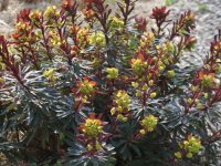 Euphorbia amygdaloides 'Purpurea' CONT2.5L