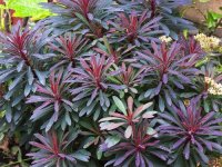 Euphorbia characias 'Miners Merlot' CONT2.5L