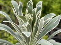 Euphorbia characias 'Silver Swan' CONT2.5L