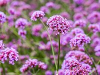 Verbena bonariensis 'Lollipop' CONT2.5L